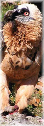 Image: http://www.mercantour.eu/index.php/gyapete-global.html