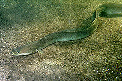 L'anguille européenne inscrite comme espèce protégée par la CITES