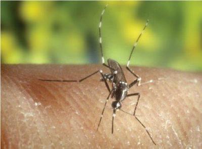 Chikungunya: Un espoir de traitement préventif et curatif 