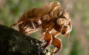 Cigale dans le Var. Photo (c) Jodelet / Lépinay