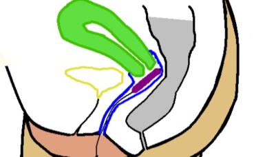 Illustration (c) Fabiform Illustration (c) Fabiform