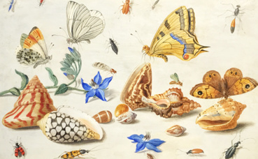 Jan Van Kessel: "Study of Butterflies". Photo (c) Charlotte Service-Longépé