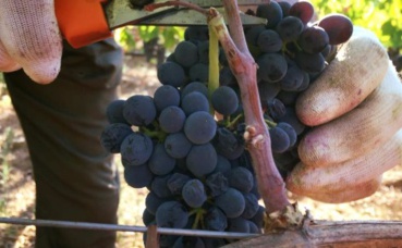 Récolte du raisin à Rocca Di Montemassi. Photo (c) Jaroslaw Pawlak