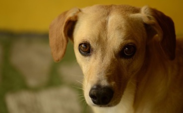 Pour protéger votre chien des parasites internes, pensez à bien le vermifuger au moins quatre fois par an avec un vermifuge adapté prescrit par votre vétérinaire. Image du domaine public.