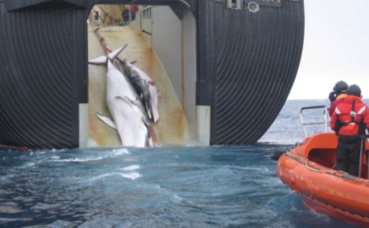 177 baleines tuées par le Japon 
