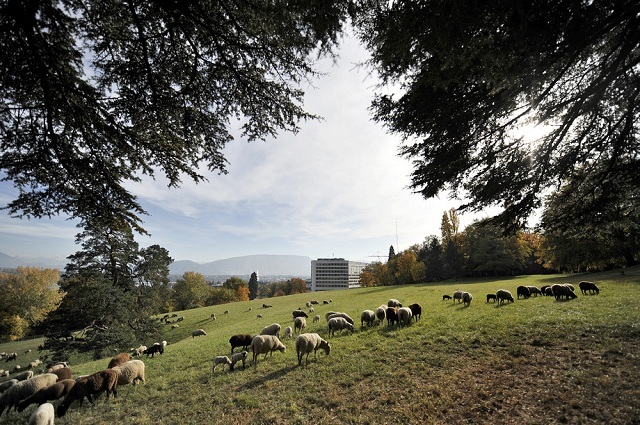 L'IMAGE DU JOUR: Moutons à Genève