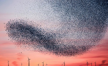 "Murmurations Ephemeral Plastic Sculptures #2" 180x127 cm, 2012 - 2014 (c) Alain Delorme "Murmurations Ephemeral Plastic Sculptures #2" 180x127 cm, 2012 - 2014 (c) Alain Delorme