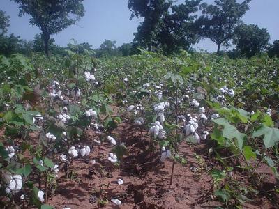 Les paysans désertent de plus en plus les champs de coton pour ceux des produits vivriers. Photo (c) DR