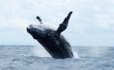 Baleine de Sainte Marie. Photo (c) Krishna Naudin Baleine de Sainte Marie. Photo (c) Krishna Naudin