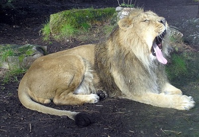 Lion de la forêt du Gir, né en captivité (DR)