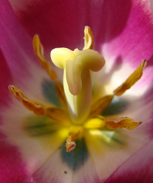 L'IMAGE DU JOUR: Tulipe