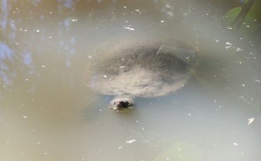 La tortue de la Mary River (Elusor macrurus). Photo (c) NKGKing La tortue de la Mary River (Elusor macrurus). Photo (c) NKGKing