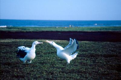 Parade nuptiale d'Albatros hurleurs. Photo prise aux Kerguelen par L. Guerin.