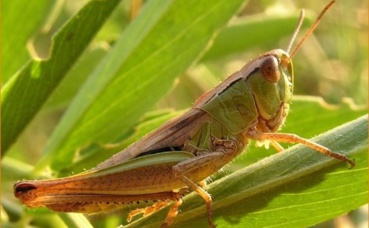 Grillon. Photo (c) Besnier.m Grillon. Photo (c) Besnier.m