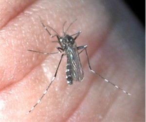 Aedes albopictus. Photo prise par Pollinator.