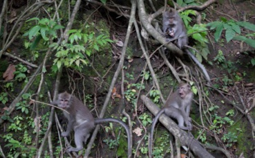 Singes dans la forêt tropicale. Photo (c) PR Singes dans la forêt tropicale. Photo (c) PR