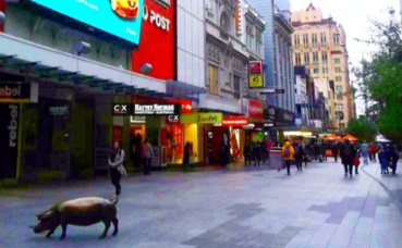 Apperçu de la ville d'Adelaide. Photo prise par Sarah Barreiros. Apperçu de la ville d'Adelaide. Photo prise par Sarah Barreiros.