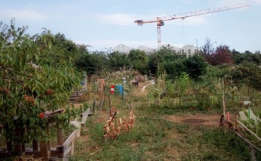 Potagers des Lentillères et construction de l'écoquartier en arrière-plan. Photo (c) PR Potagers des Lentillères et construction de l'écoquartier en arrière-plan. Photo (c) PR