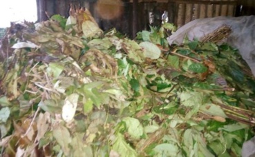 Plantes médecinales en vente au marché de Cosa (Conakry). Photo prise par Boubacar Barry Plantes médecinales en vente au marché de Cosa (Conakry). Photo prise par Boubacar Barry