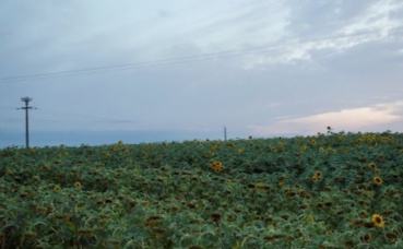 Champ de tournesols. Photo prise par l'auteur.