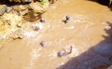 Baignade d'enfants dans des eaux souillées à Conakry. Photo (c) Boubacar Barry Baignade d'enfants dans des eaux souillées à Conakry. Photo (c) Boubacar Barry