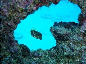 Les récifs coralliens vont-ils disparaitre ?