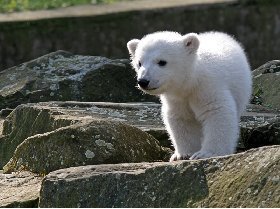 Knut, l’ours polaire allemand est mort Knut, l’ours polaire allemand est mort