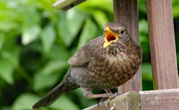 Grive, (c) Kdsphotos Grive, (c) Kdsphotos