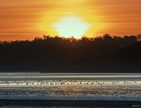 Oies bernaches sauvages dans la baie. (c) Nalofoto. Oies bernaches sauvages dans la baie. (c) Nalofoto.