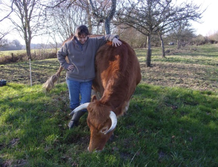 Katell Lorre et l'une de ses vaches Froment du Léhon. (c) Carine Pauchard.