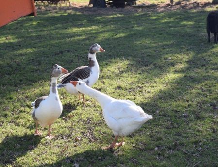 Chez Katell Lorre, les espèces cohabitent. (c) Cindy Giraud. Chez Katell Lorre, les espèces cohabitent. (c) Cindy Giraud.