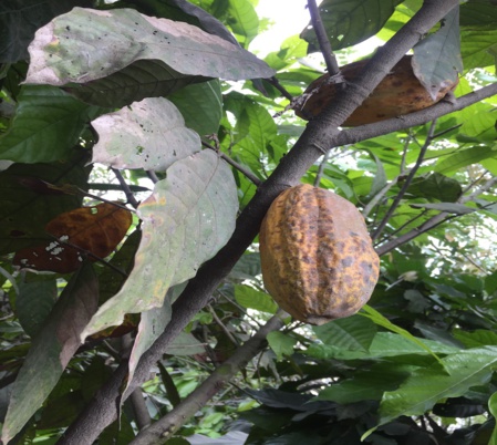 Dans la plantation de cacao du groupe Cemoi à Yopougon (c) Laurence Marianne-Melgard