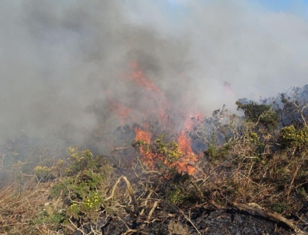Un brûlage dirigé de la lande aura lieu avant la fin du mois de mars. (c) DR. Un brûlage dirigé de la lande aura lieu avant la fin du mois de mars. (c) DR.