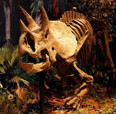 Squelette de tricératops. Image (c) Tadekk