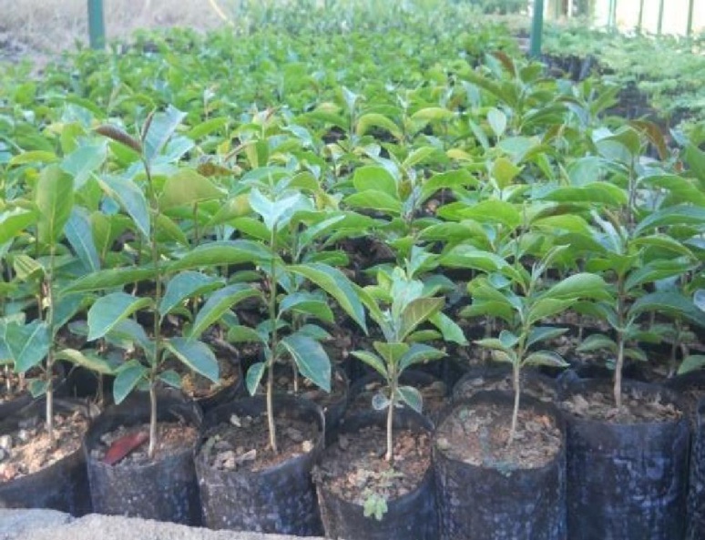 La Pluie solide est utilisée dans les programmes de reboisement. (c) DR.