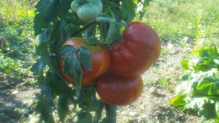 Tomates bio moyenne 800 grammes