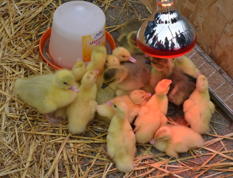 Les poussins, stars des enfants (c) Frédérique Gelas Les poussins, stars des enfants (c) Frédérique Gelas