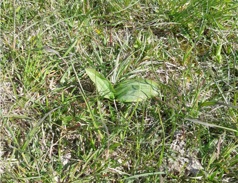 Orchidée, espèce très favorable au milieu et également appréciée au Moyen Âge (riche en amidon). (c) Ophélie Duriez Orchidée, espèce très favorable au milieu et également appréciée au Moyen Âge (riche en amidon). (c) Ophélie Duriez