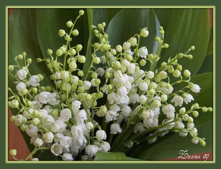 Muguet (c) Laama 09 Muguet (c) Laama 09