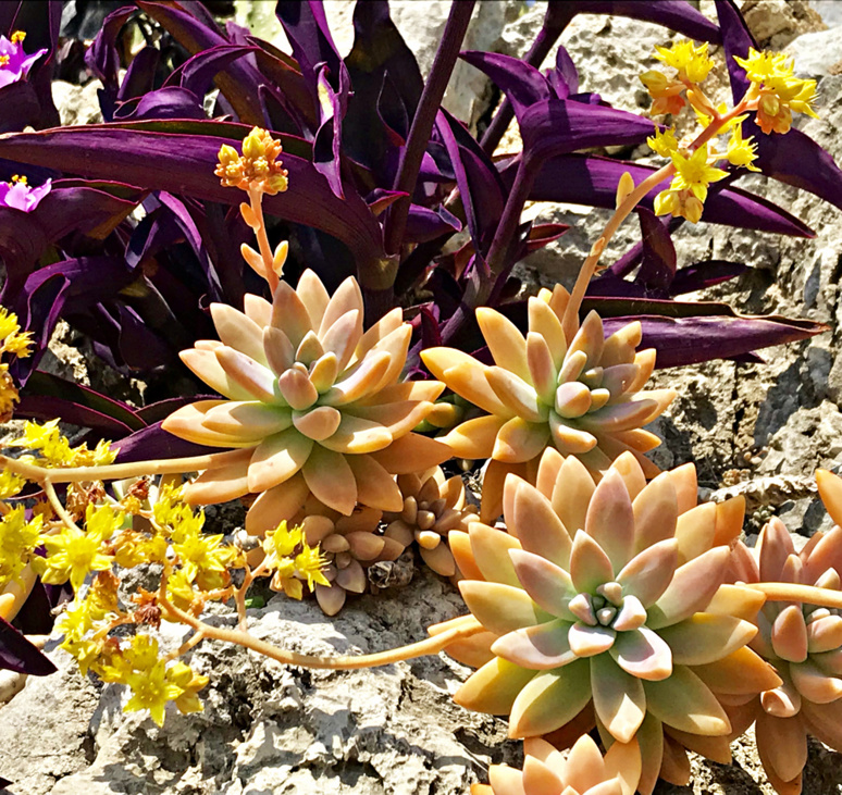 Echeveria en fleurs jaunes et tradescantia pallida (misère pourpre) espèces succulentes originaires du Mexique et de l'ouest de l'Amérique du Sud. Photo (c) Charlotte Longépé