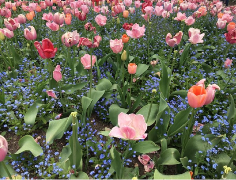 Un des nombreux parterres de fleurs du Clos Normand. Photo (c) Anne-Sophie Leroy Un des nombreux parterres de fleurs du Clos Normand. Photo (c) Anne-Sophie Leroy