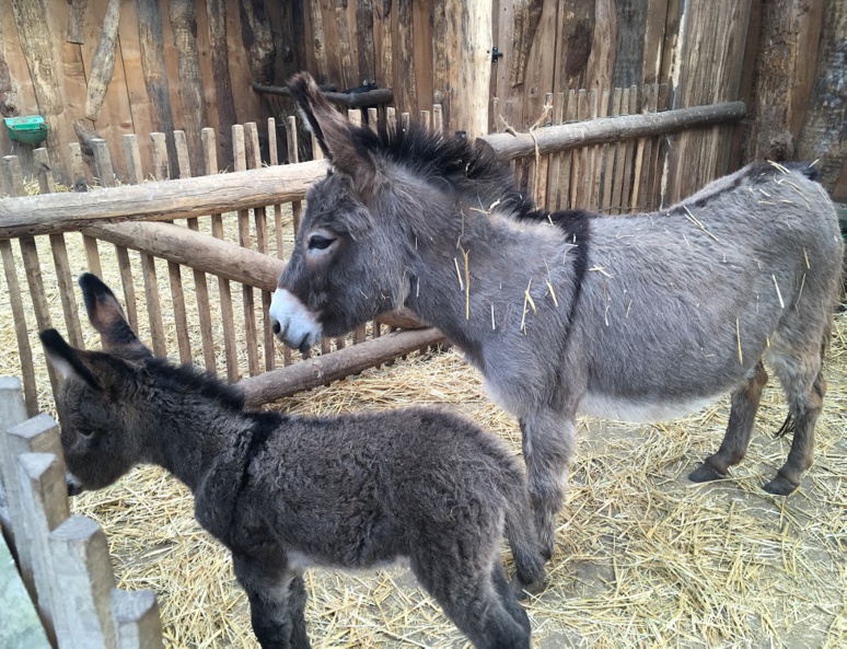 Une ânesse et son petit à la ferme des enfants. Photo (c) Anne-Sophie Leroy Une ânesse et son petit à la ferme des enfants. Photo (c) Anne-Sophie Leroy