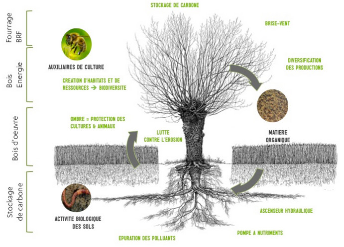 Schéma des interactions arbre-cultures dans un système agroforestier © Association française d'agroforesterie