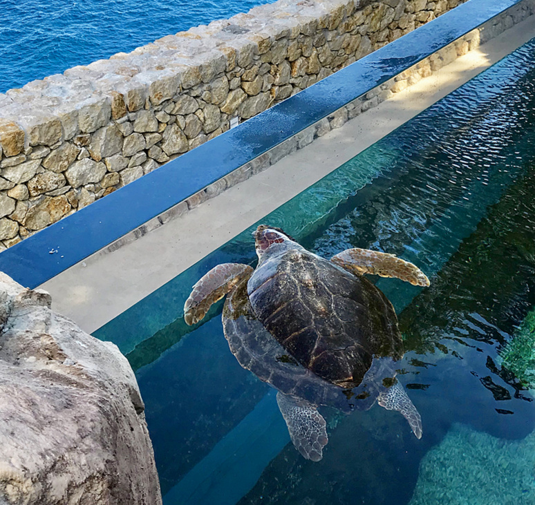 Jeune tortue caouanne dans le nouveau bassin du Musée Océanographique de Monaco. Photo (c) Charlotte Longépé.