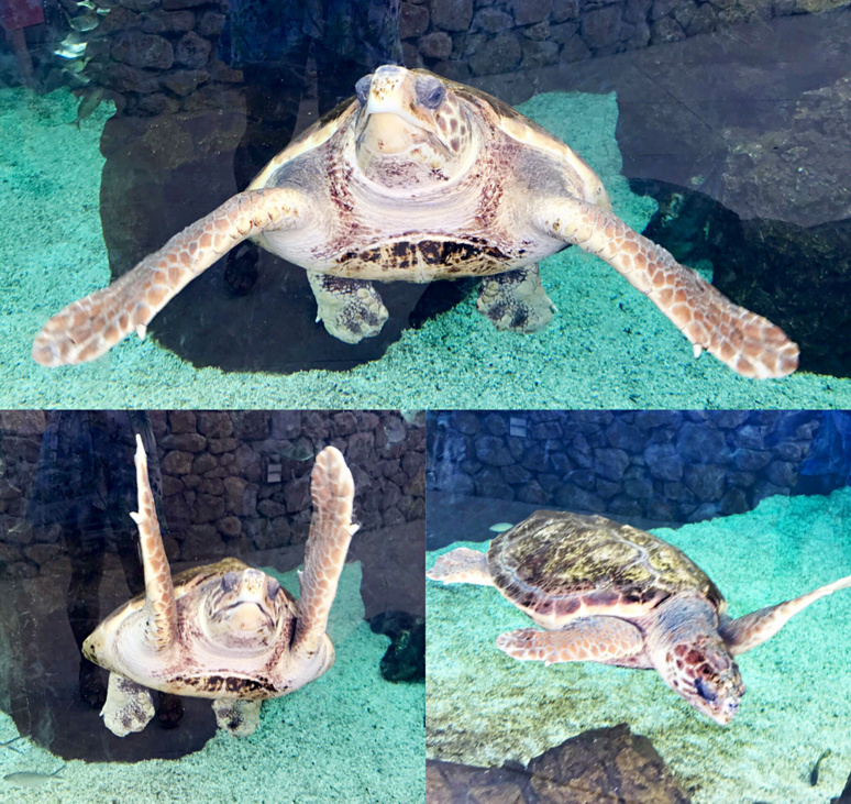 Tortues caouanne nageant dans son bassin face à la Méditérranée. Photo montage (c) Charlotte Longépé. Tortues caouanne nageant dans son bassin face à la Méditérranée. Photo montage (c) Charlotte Longépé.