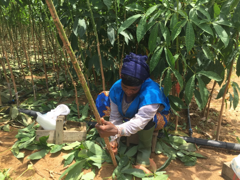 Une greffeuse en activité à Bongo en Côte d'Ivoire (c) Laurence Marianne-Melgard Une greffeuse en activité à Bongo en Côte d'Ivoire (c) Laurence Marianne-Melgard