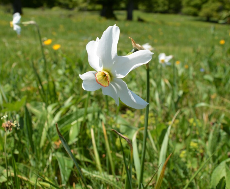 Des Narcisses jouxtant le refuge d'Ambel (c) Frédérique Gelas Des Narcisses jouxtant le refuge d'Ambel (c) Frédérique Gelas