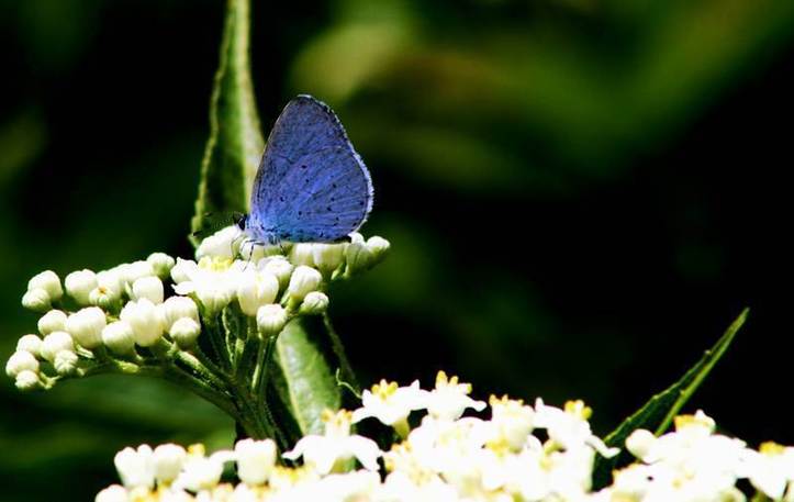L’IMAGE DU JOUR – Papillon bleu après la pluie