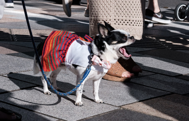 Un chien en jupe ©Florent Guérout