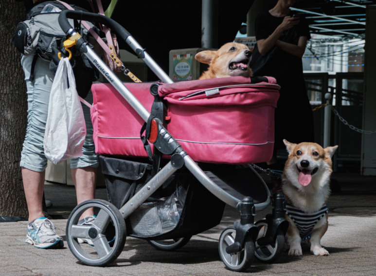 Deux chiens une poussette ©Florent Guérout Deux chiens une poussette ©Florent Guérout